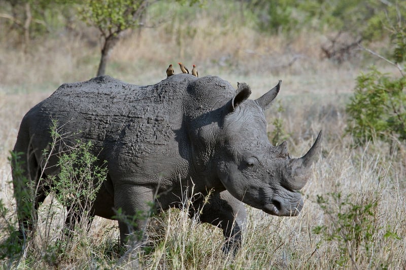 Wildlife safari